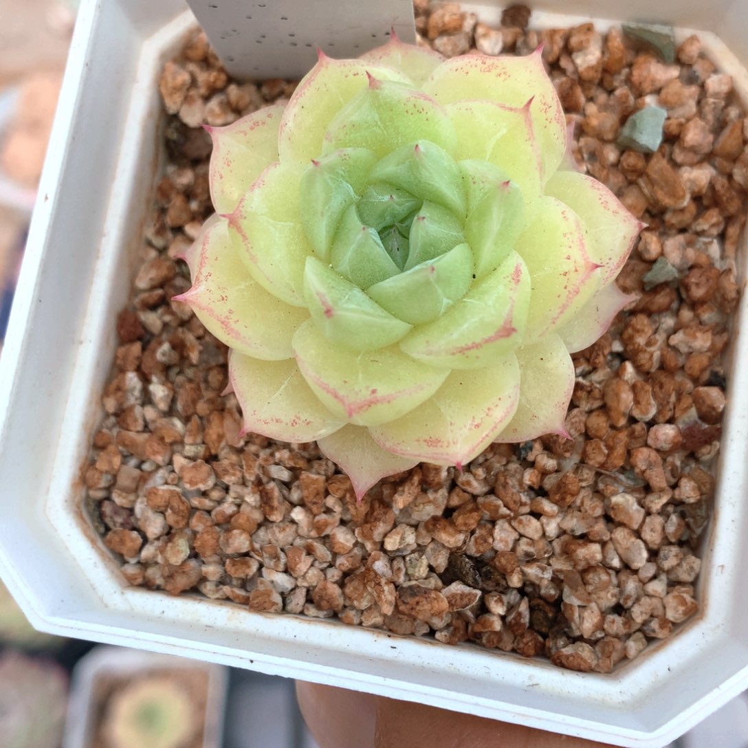 009麦秆单头不包整散