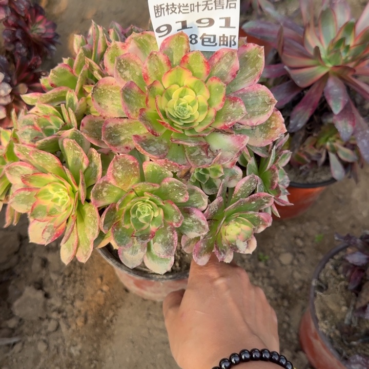 9191二号棚海鲜多肉无售后B