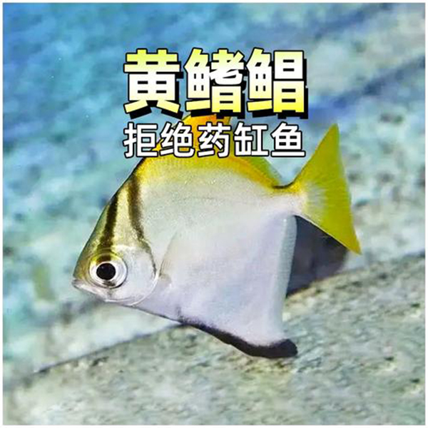 黄鳍鲳鱼珊瑚神仙鱼海水鱼淡化人工繁育群游大眼鲳淡水鱼