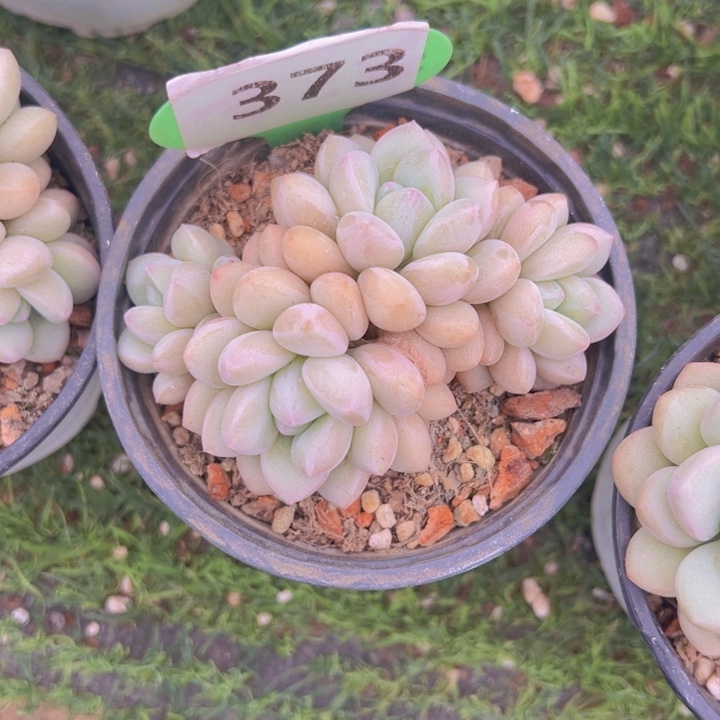 健健康康平平安安