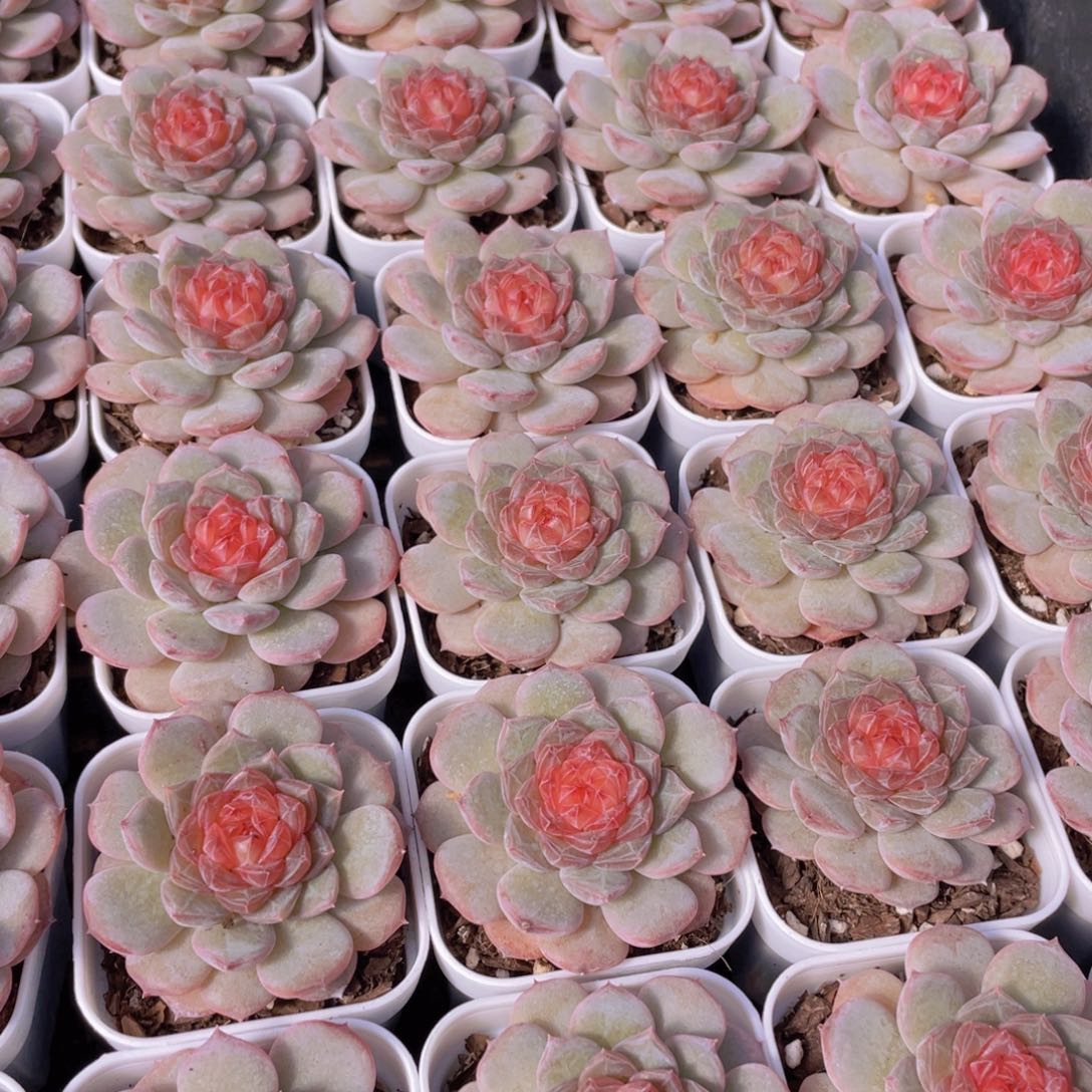 量拍1号 青盏珍妮单头一个