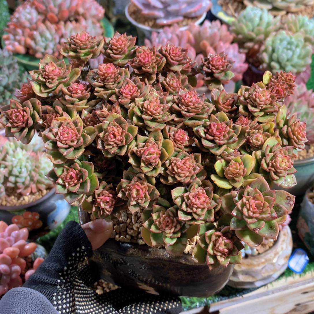 蜡牡丹带盆一物一拍