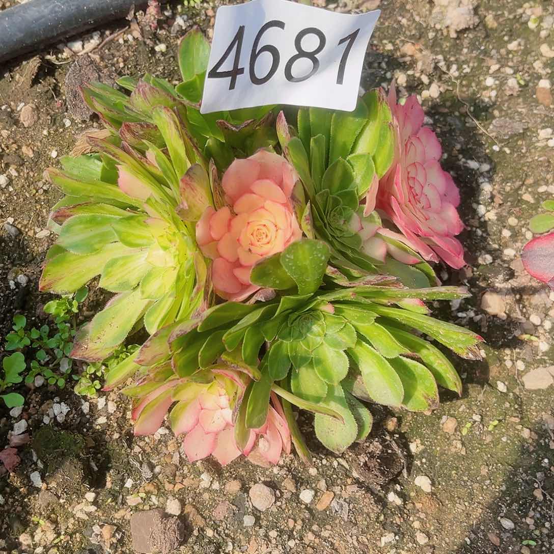 4681知否多肉植物