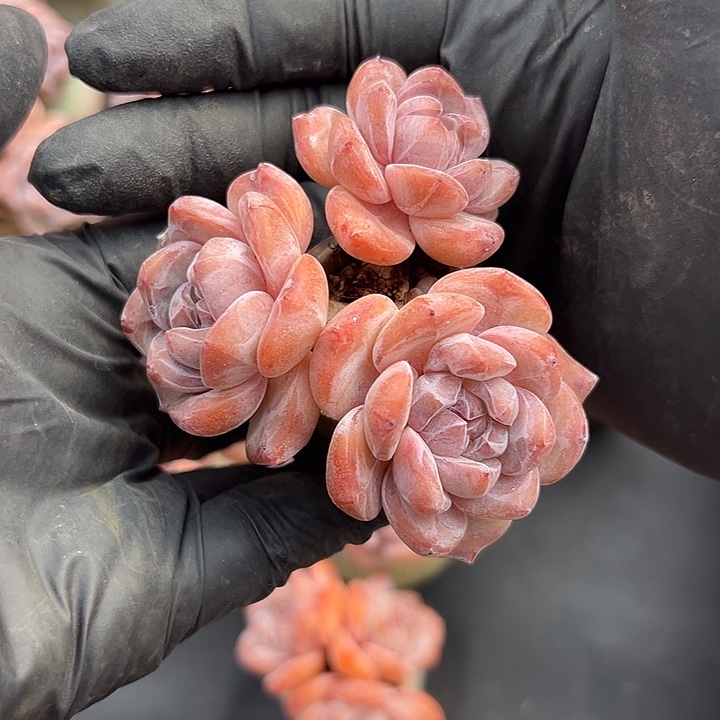 甜***包三头星影带盆276号