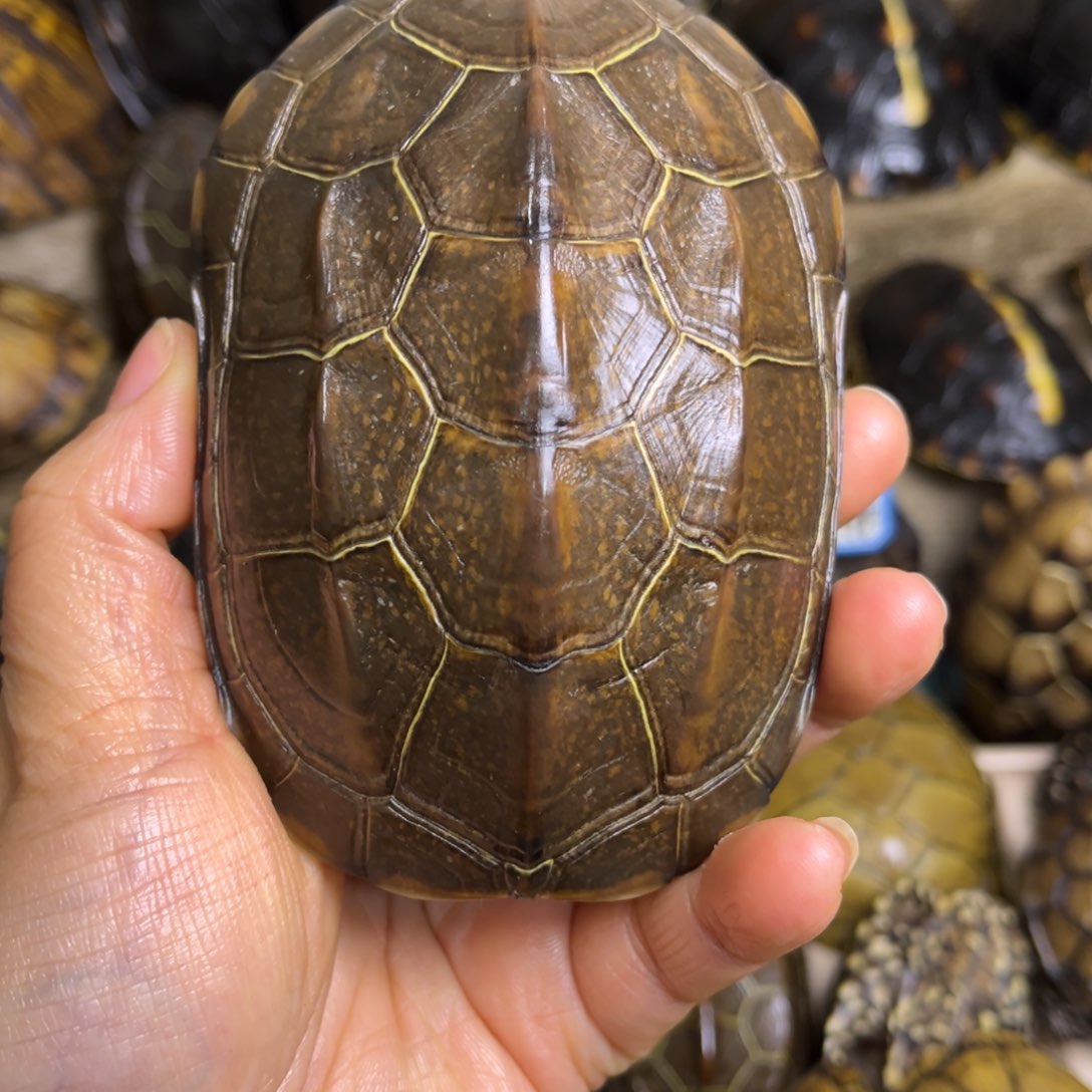 新骨瓷空*芦精品龟壳摆件