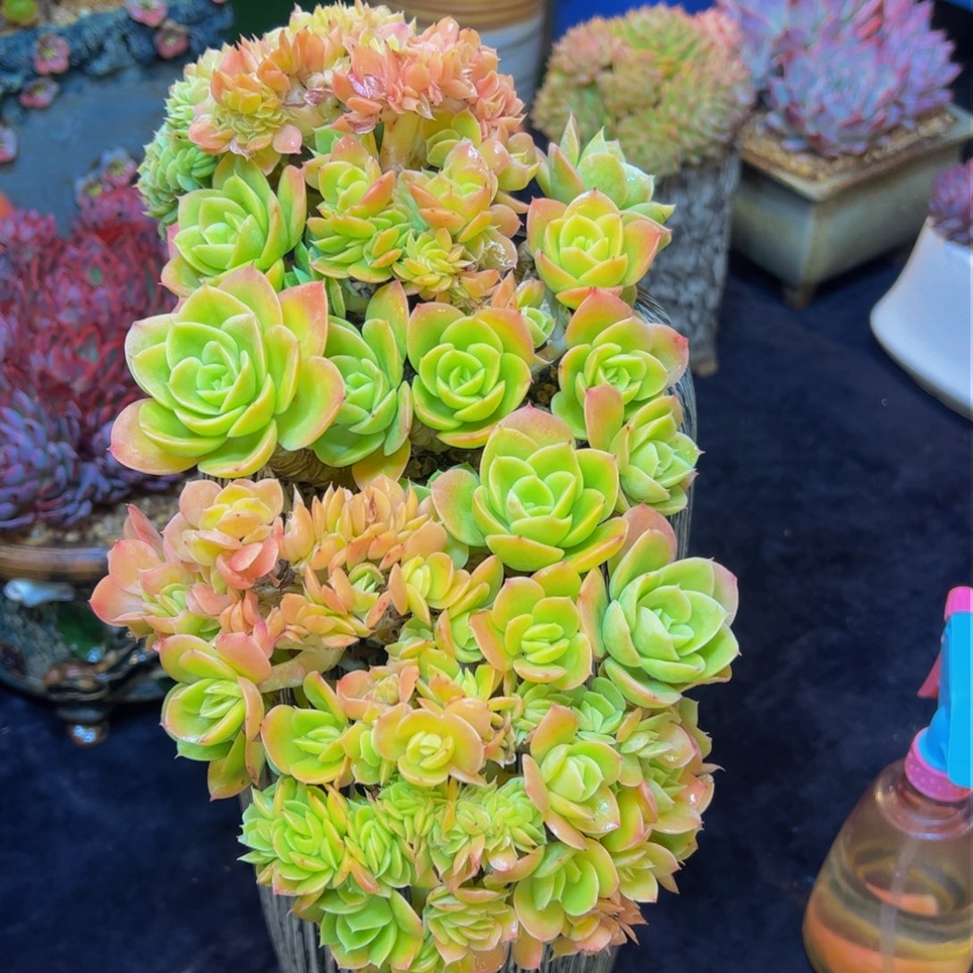 ?*然多肉植物保护研究所