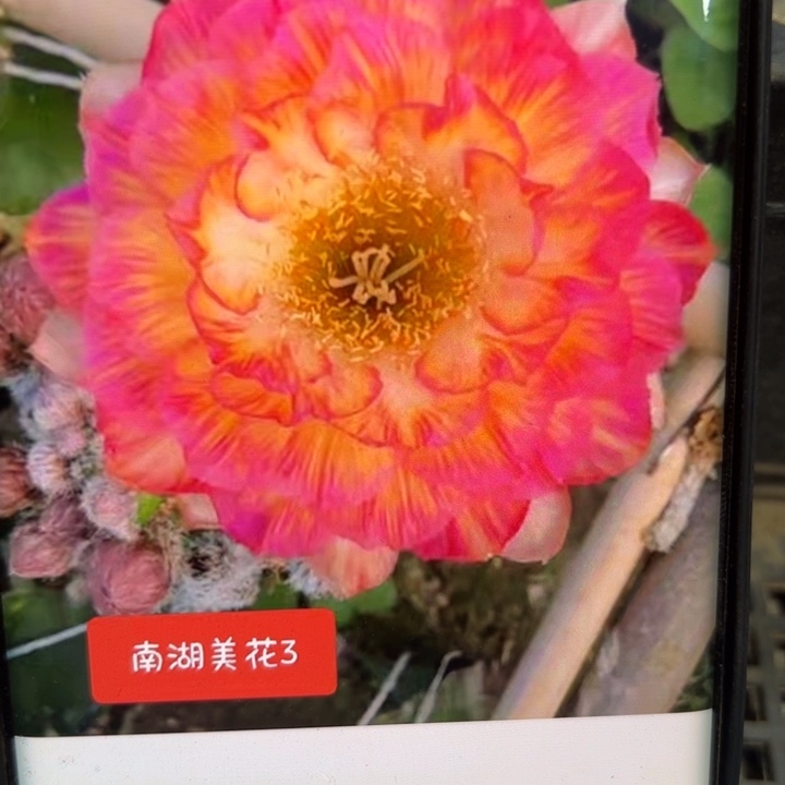 85丽花美花3 歪无根侧2一3公分左右20包邮