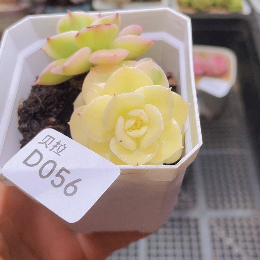 d56 精品多肉一物一拍