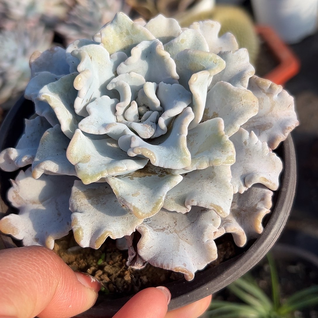 多肉植物芭蕾舞者