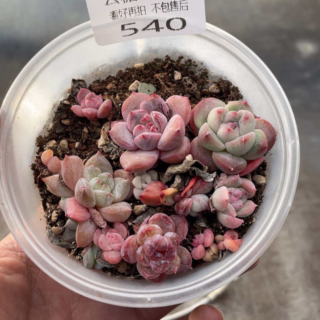 云糖心多肉植物540
