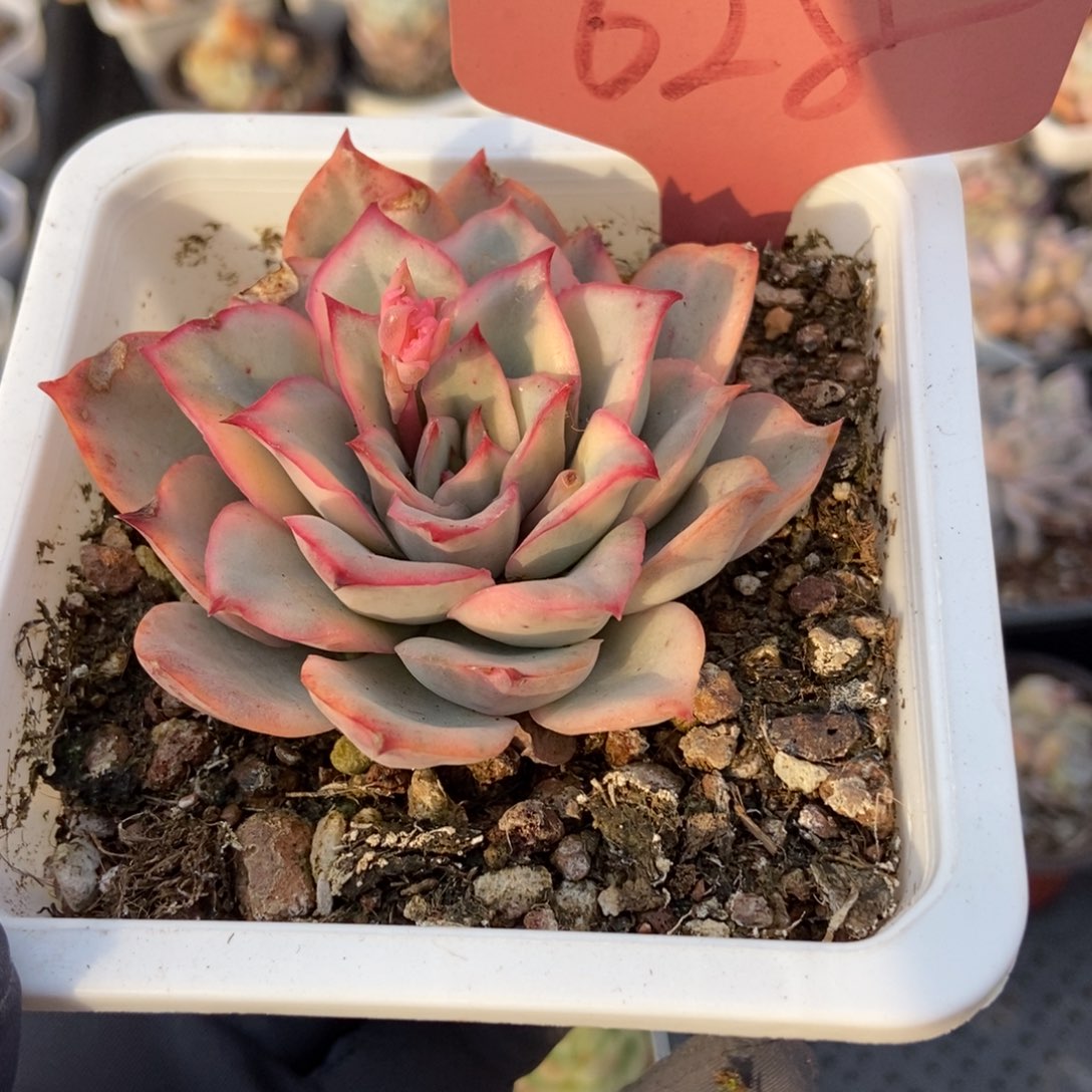 628月光女神锦多肉植物