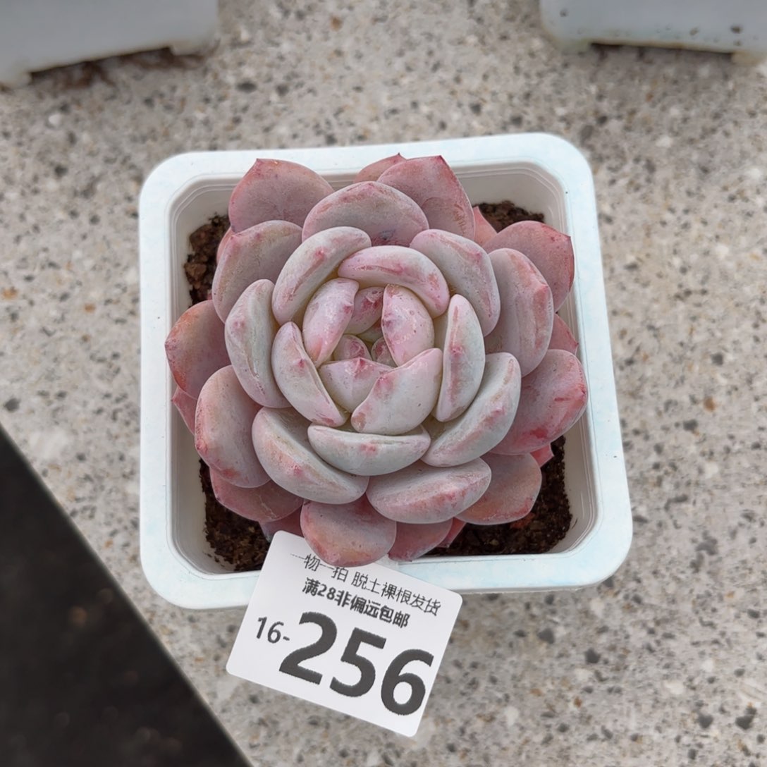 橙梦露单头多肉多肉多肉