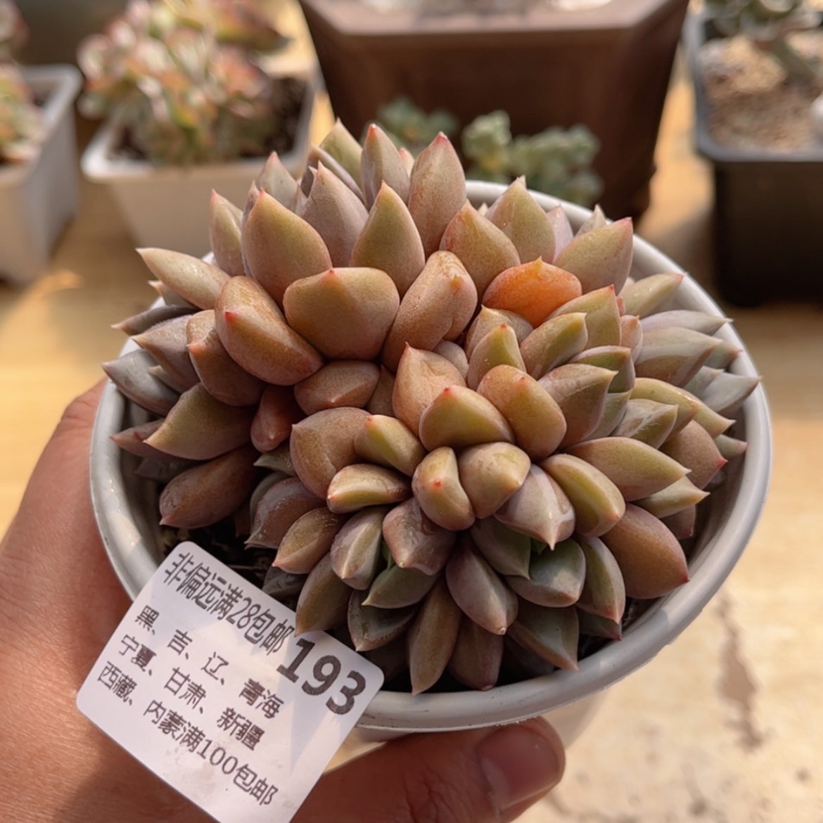 【闪购商品】193红象牙缀