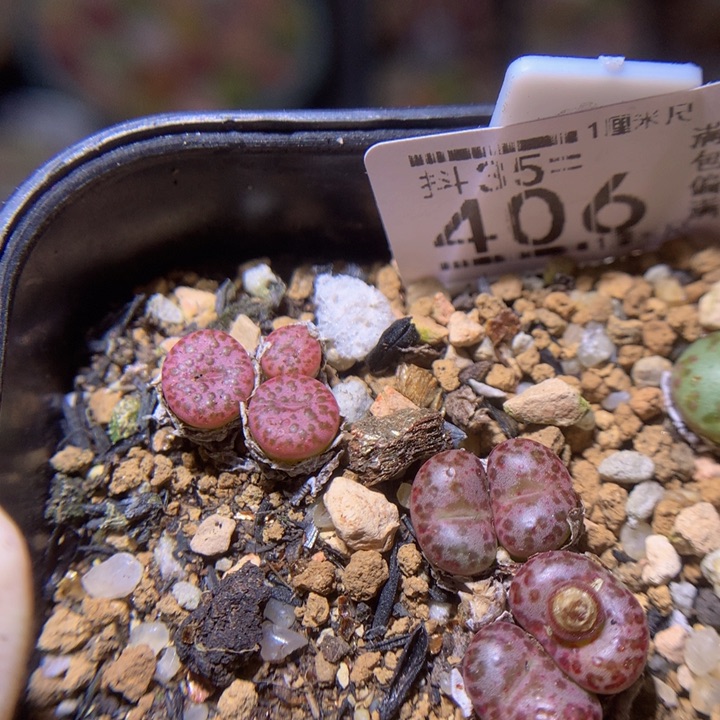 精品生石花35.406