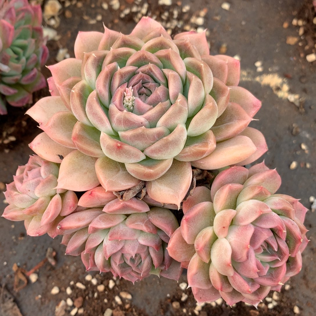 7462新年快乐发发发