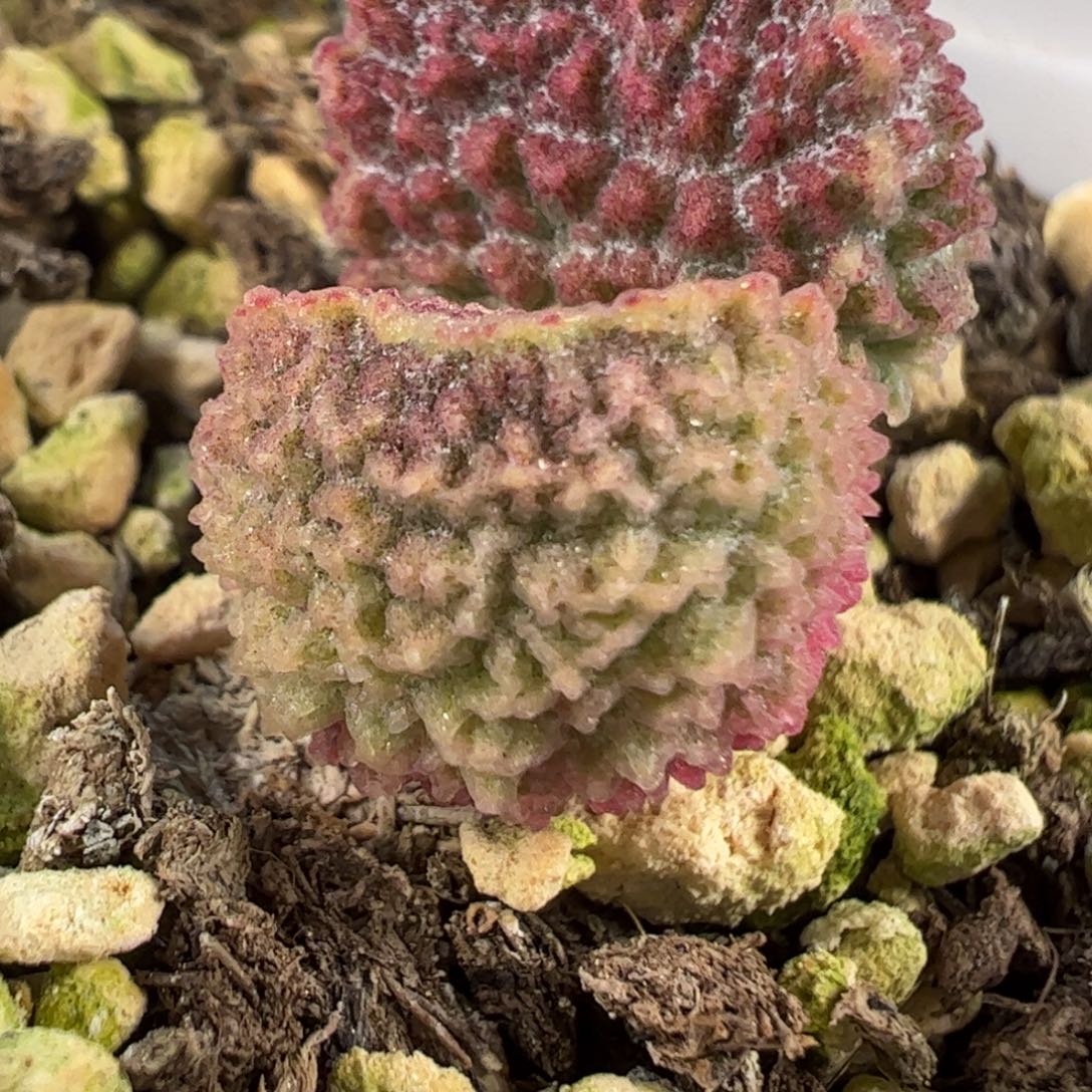 实生新品13号多肉植物