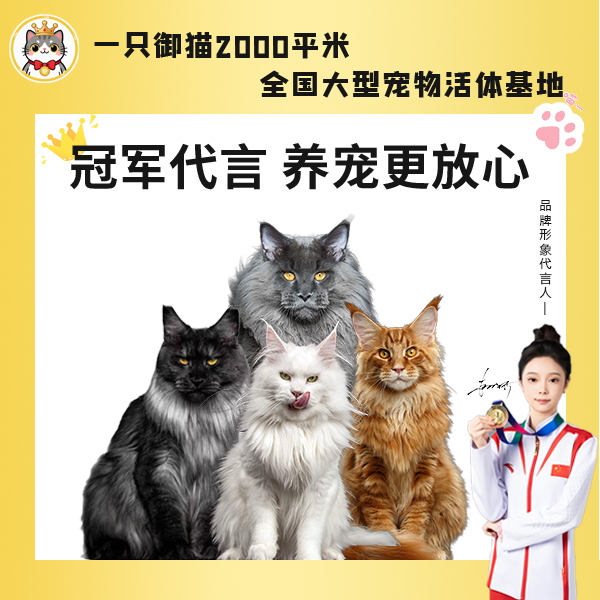【年终大促】缅因猫幼猫异瞳缅因俄系猫咪活体—只御猫