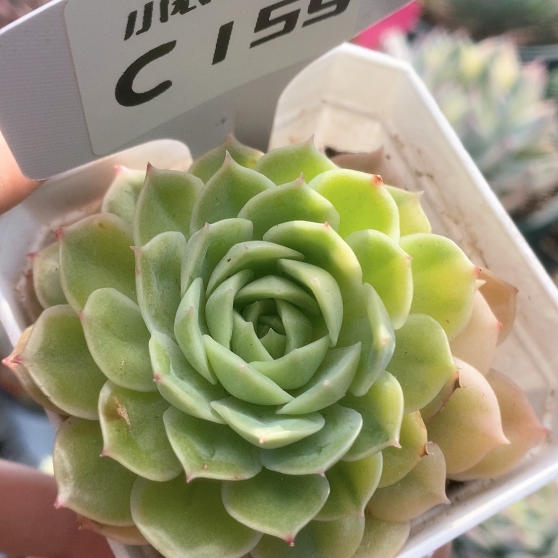 159锦锦锦锦锦锦