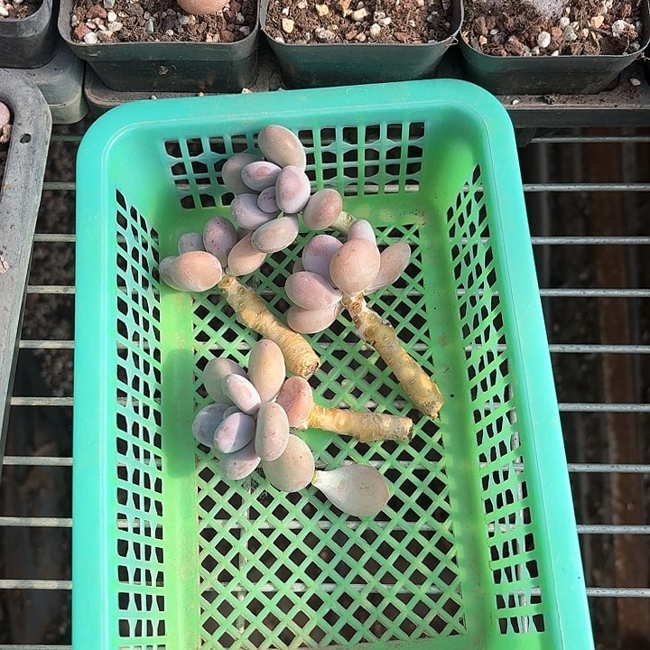 ʚ**c b z xv c d g y 188