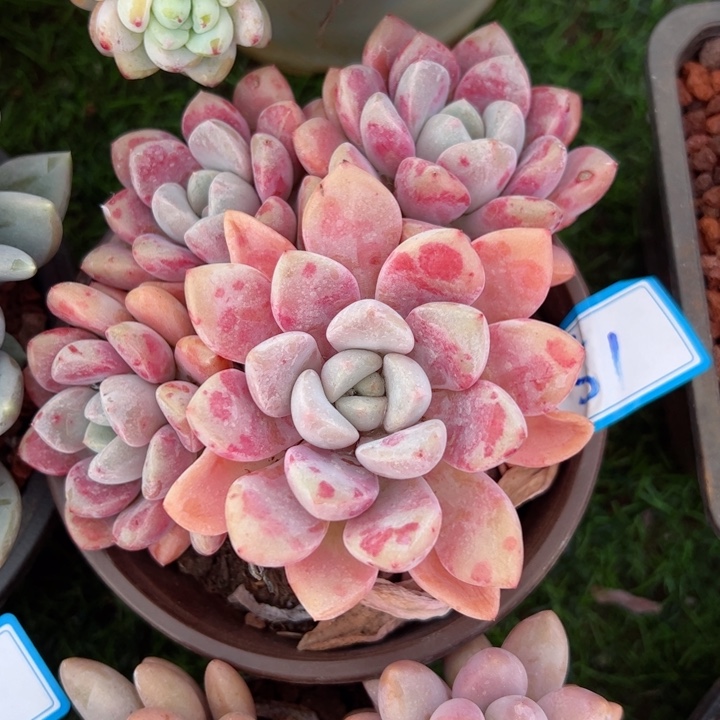 51花瓣露平平安安健健康康