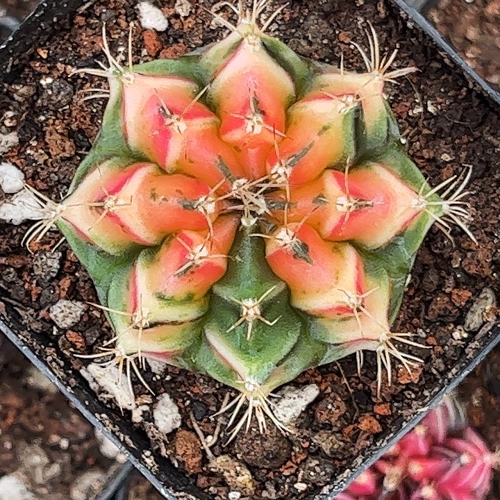 泰系实生米哈一物一拍08