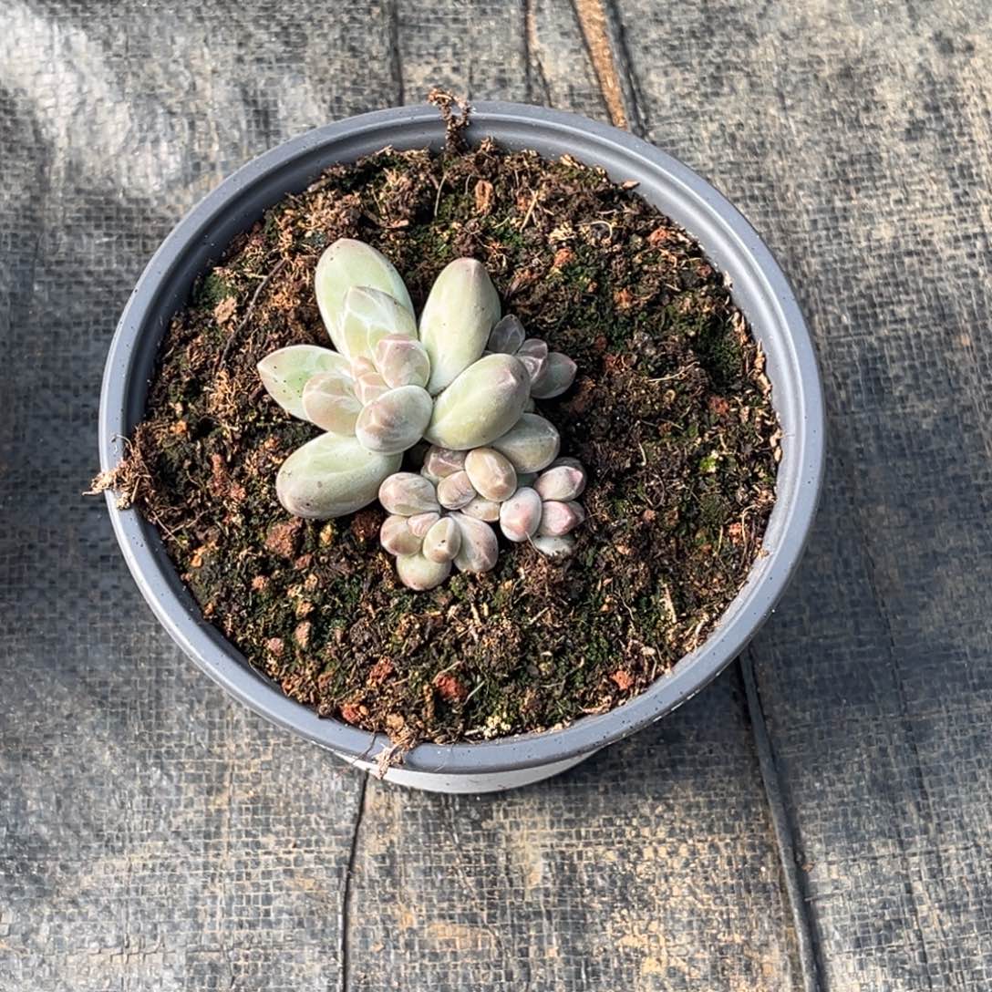 作***虎小姐姐的多肉植物群生多肉植物