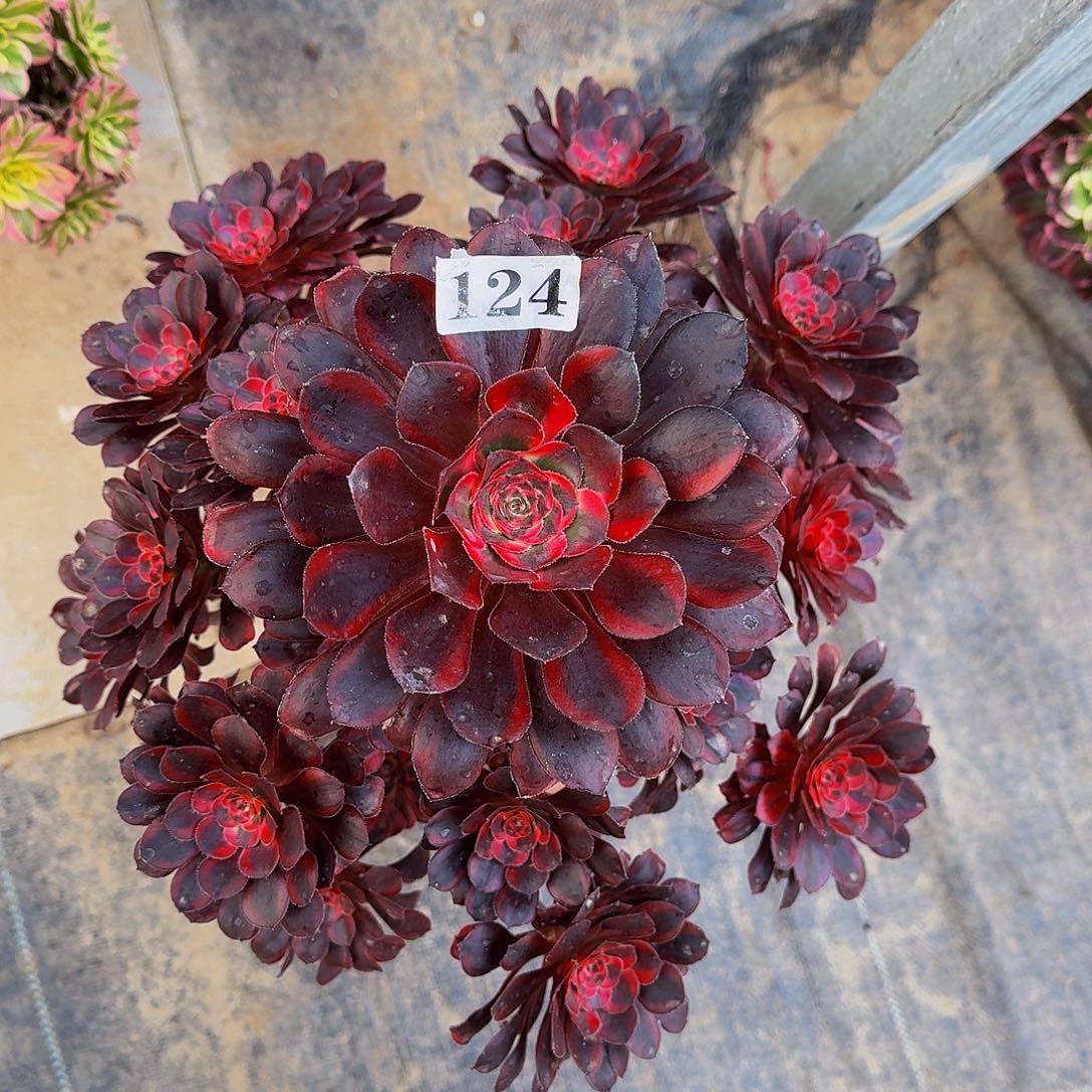 124丽娜多肉植物