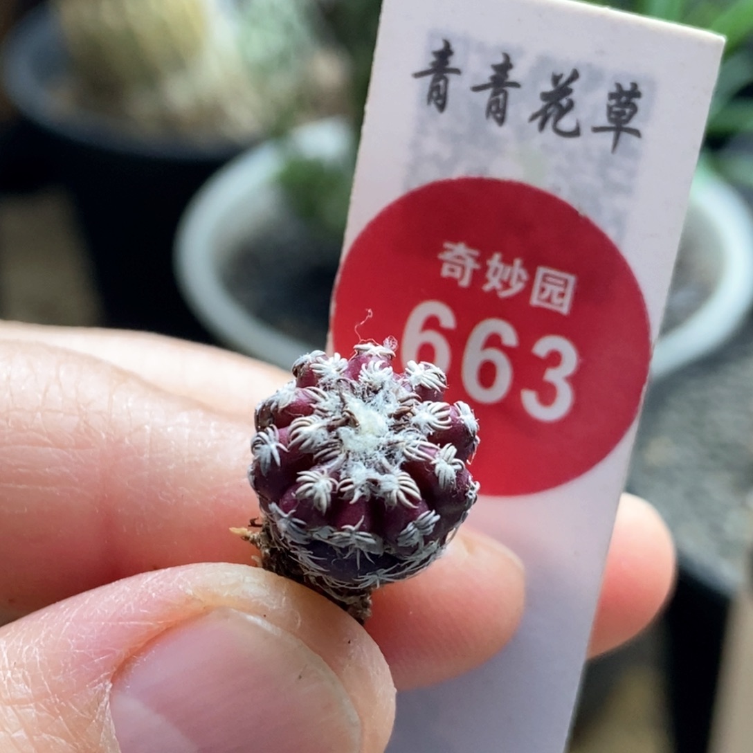 实生红体奇特球侧面有疤