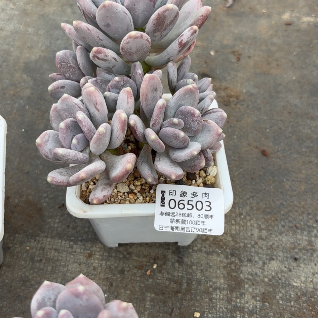 汤*多肉植物06503gggh