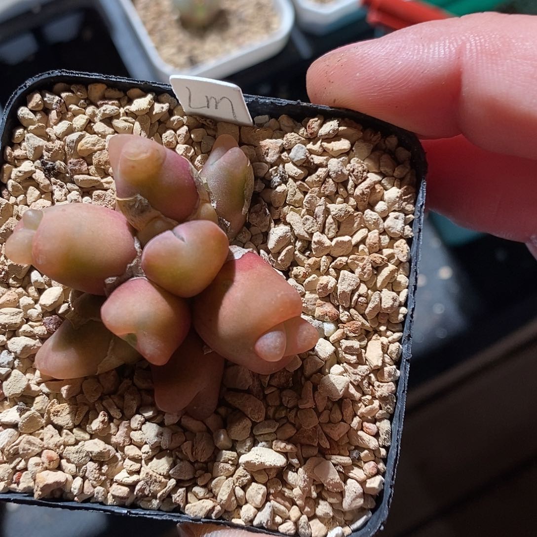 26365。  六头群生。  