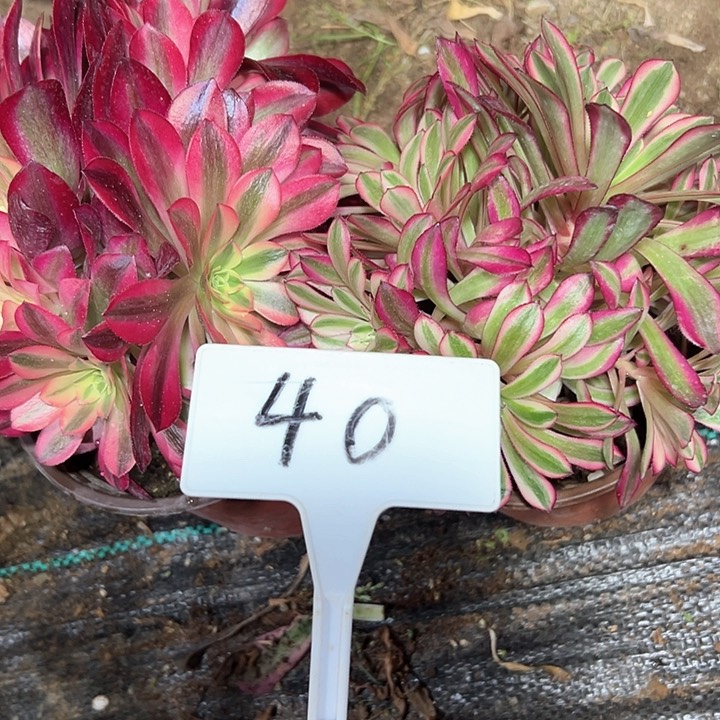 多肉植物组合2个