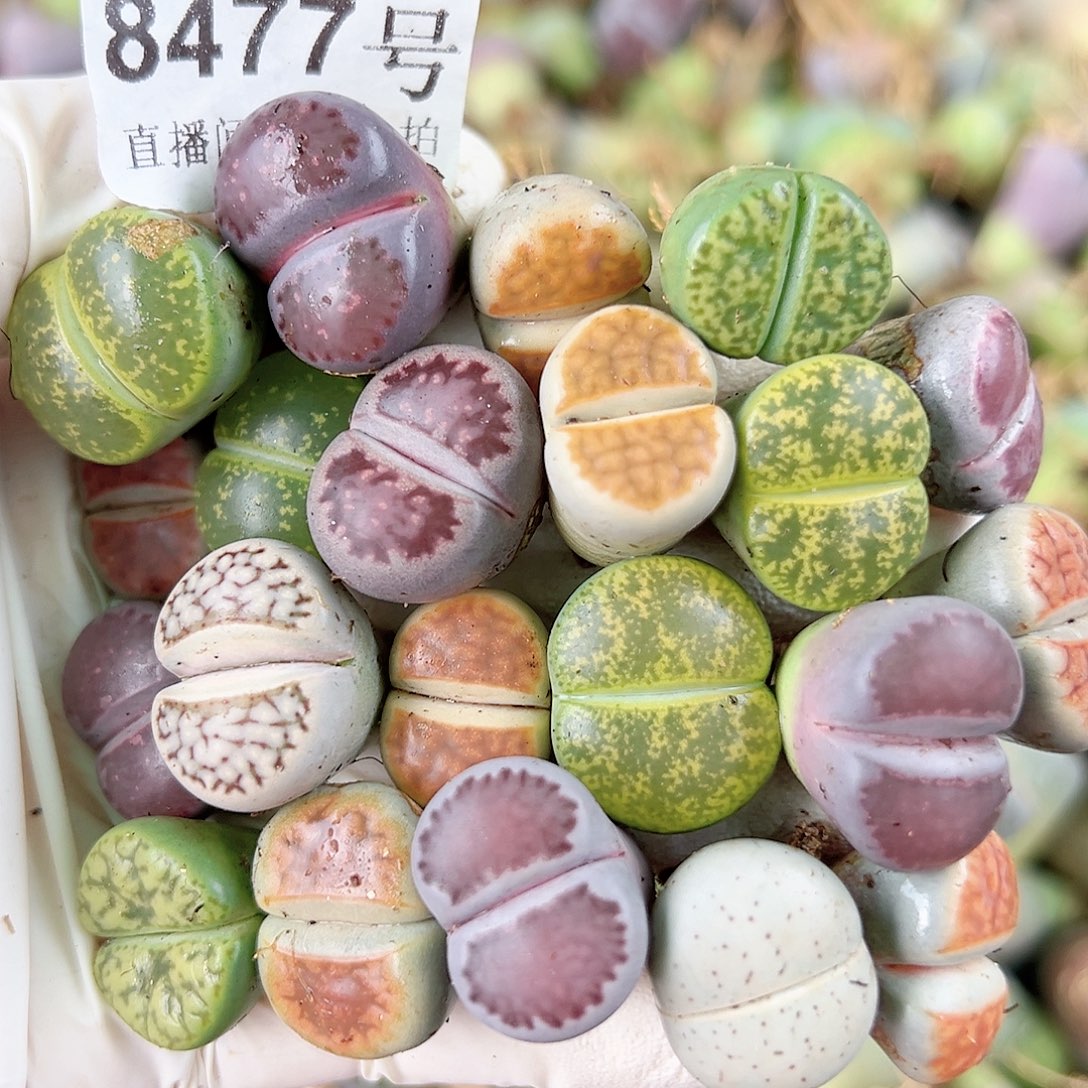 8477 好养易活生石花大母本21个福利