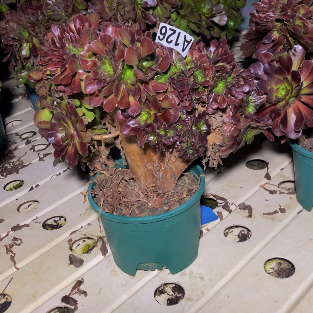 荷兰法师7/////33包邮