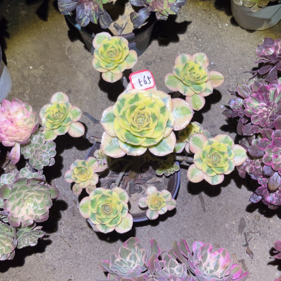 565多肉植物燕姿锦桩子不直