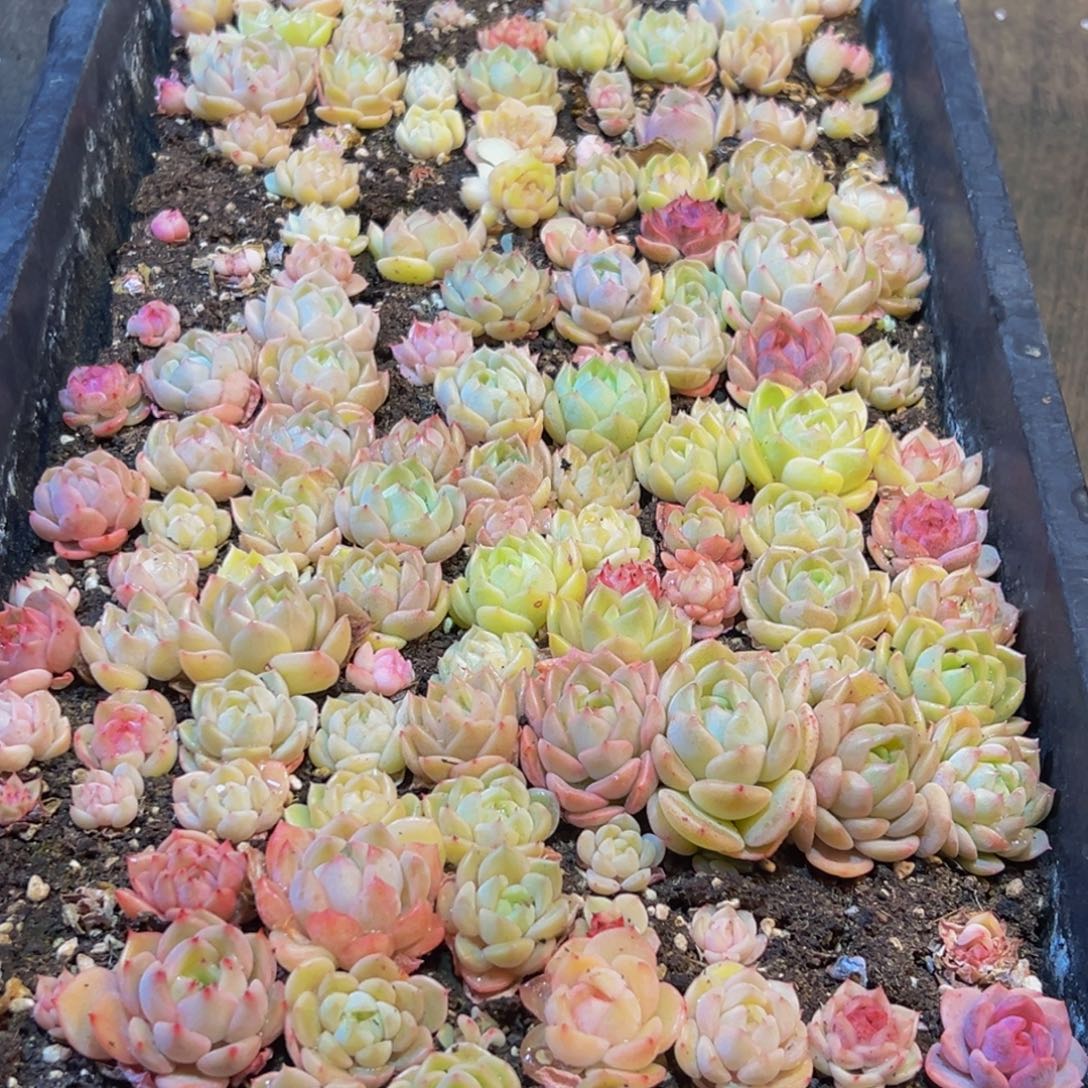 636多肉葡萄的味道真的是很不错