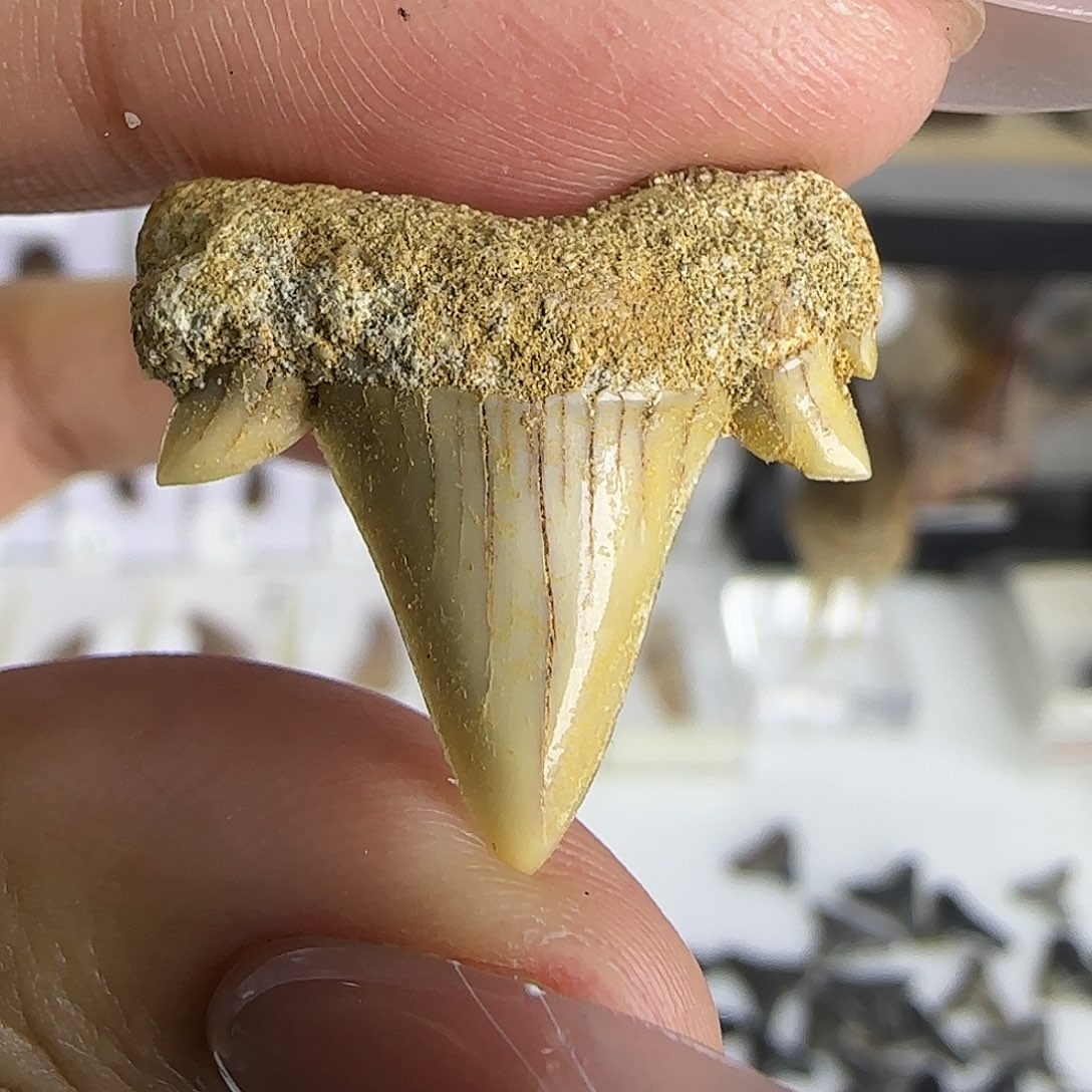 有机玻璃鲨鱼牙标本