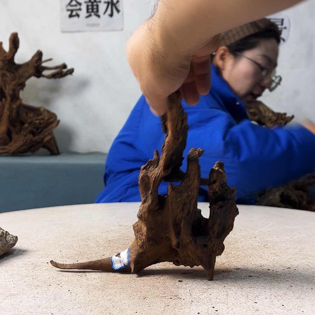 沉木造景寄居蟹造景