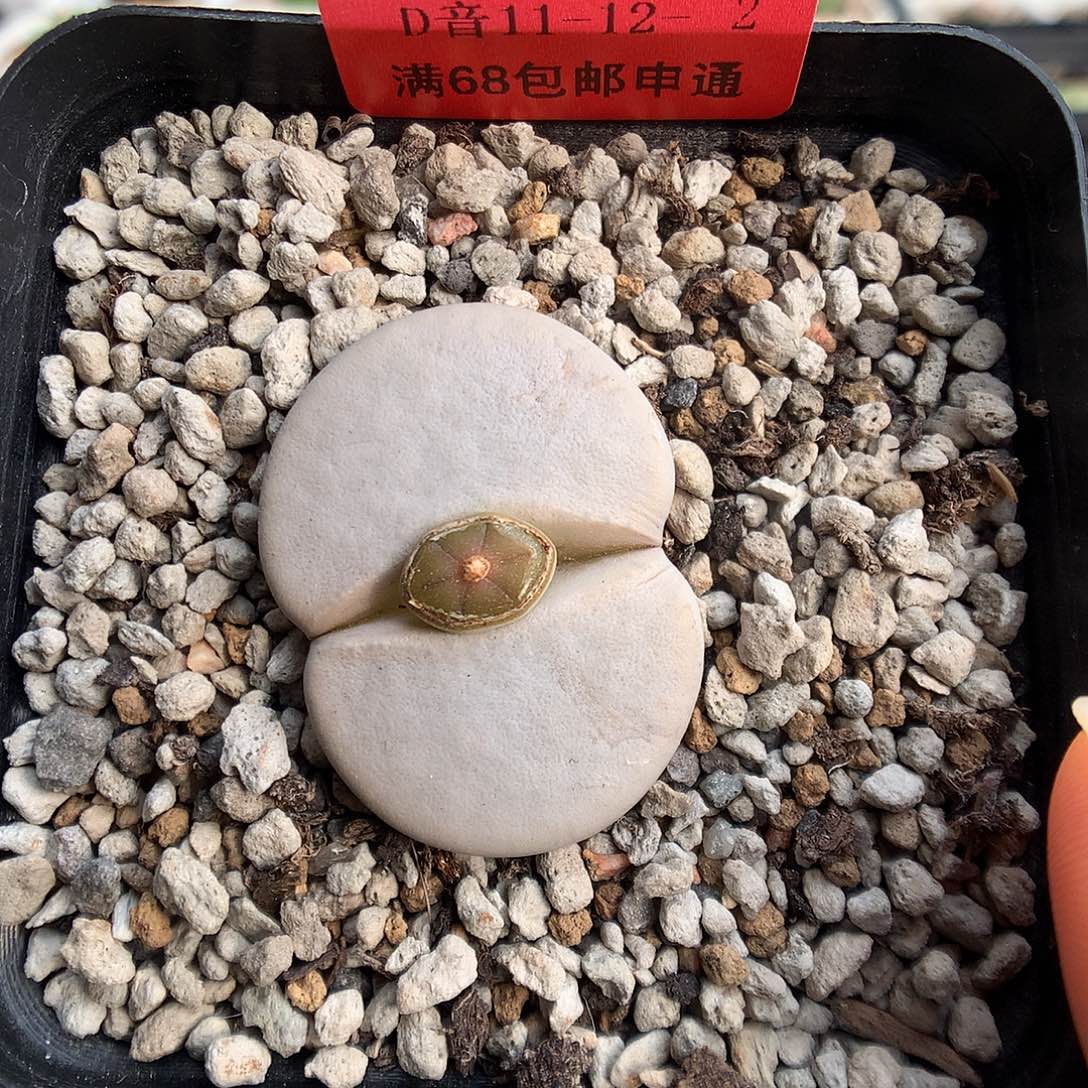 11-12-2 244白曲一颗