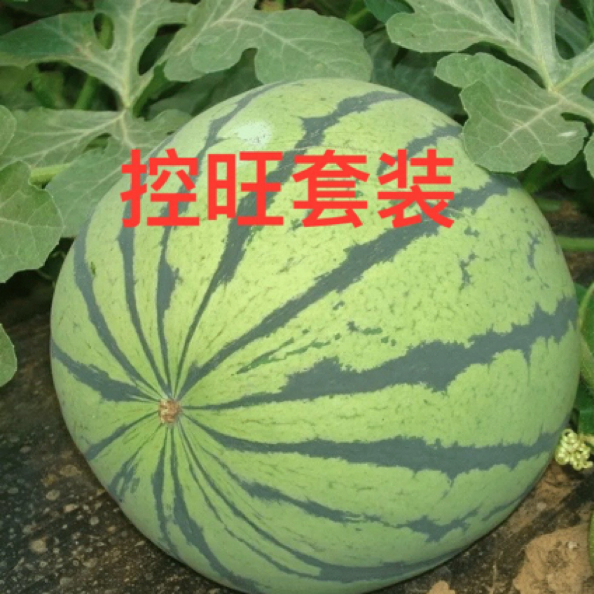 控旺套装，一套五桶水。