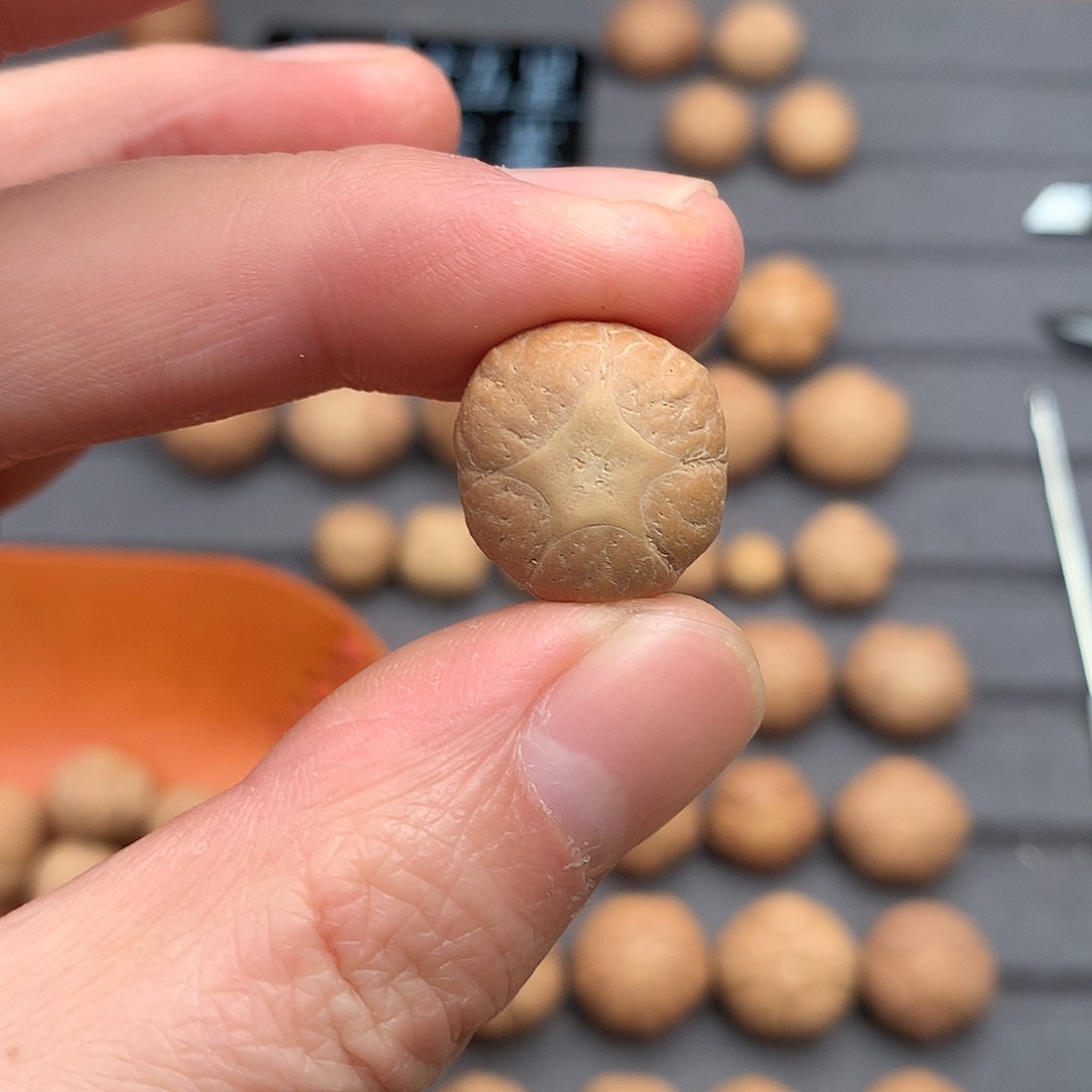 吊坠凤眼菩提18+五星，非质量问题开孔不退