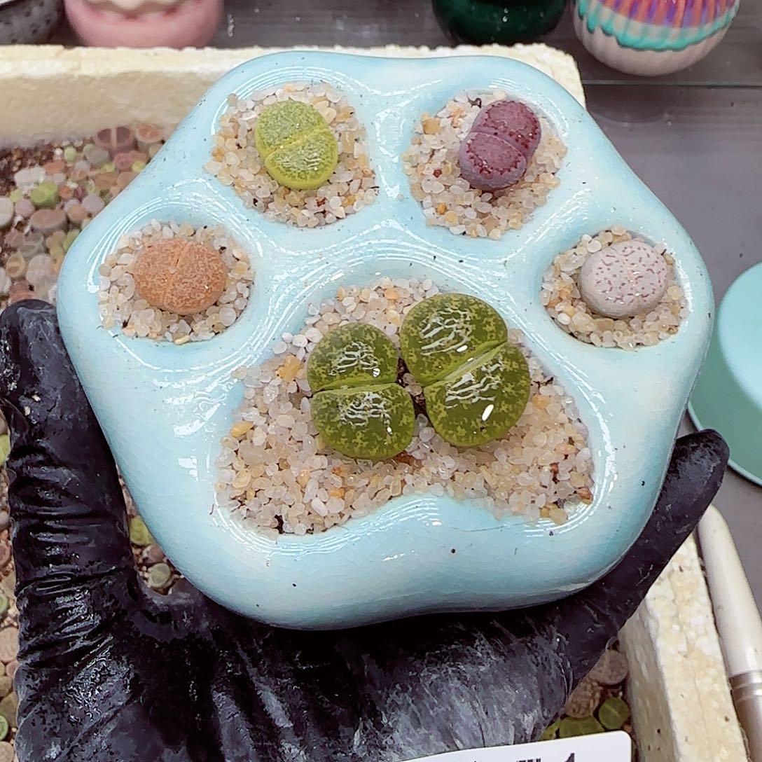 生石花满18包邮0927-51