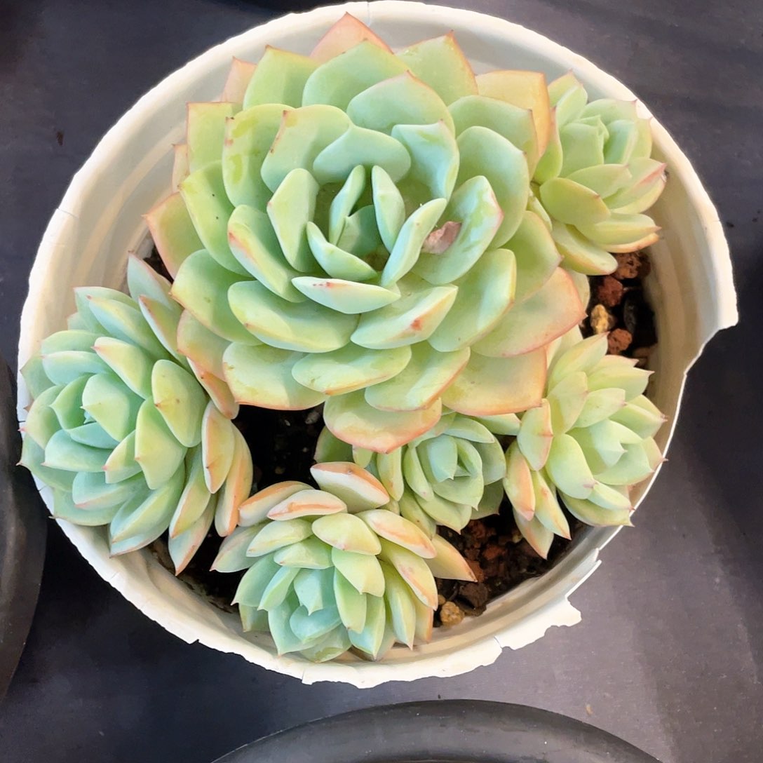 多肉植物一物一拍