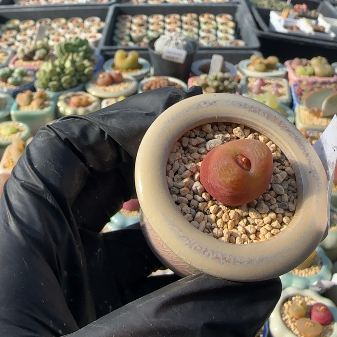 4103--一物一拍 带盆 水蜜桃