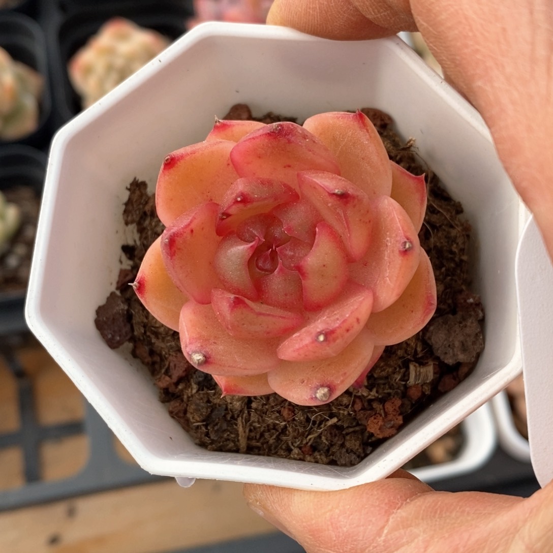 精品多肉一物一拍不包整423