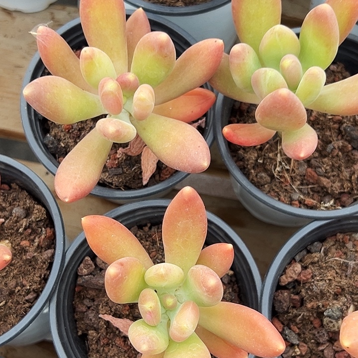 两盆         金蝉