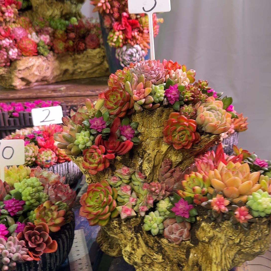 这个是花果山木桩多肉