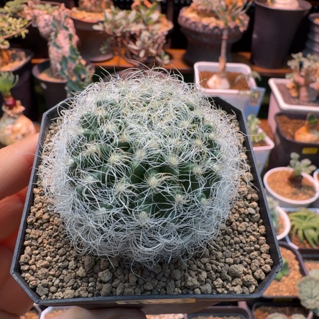 银翁玉800 仙人掌