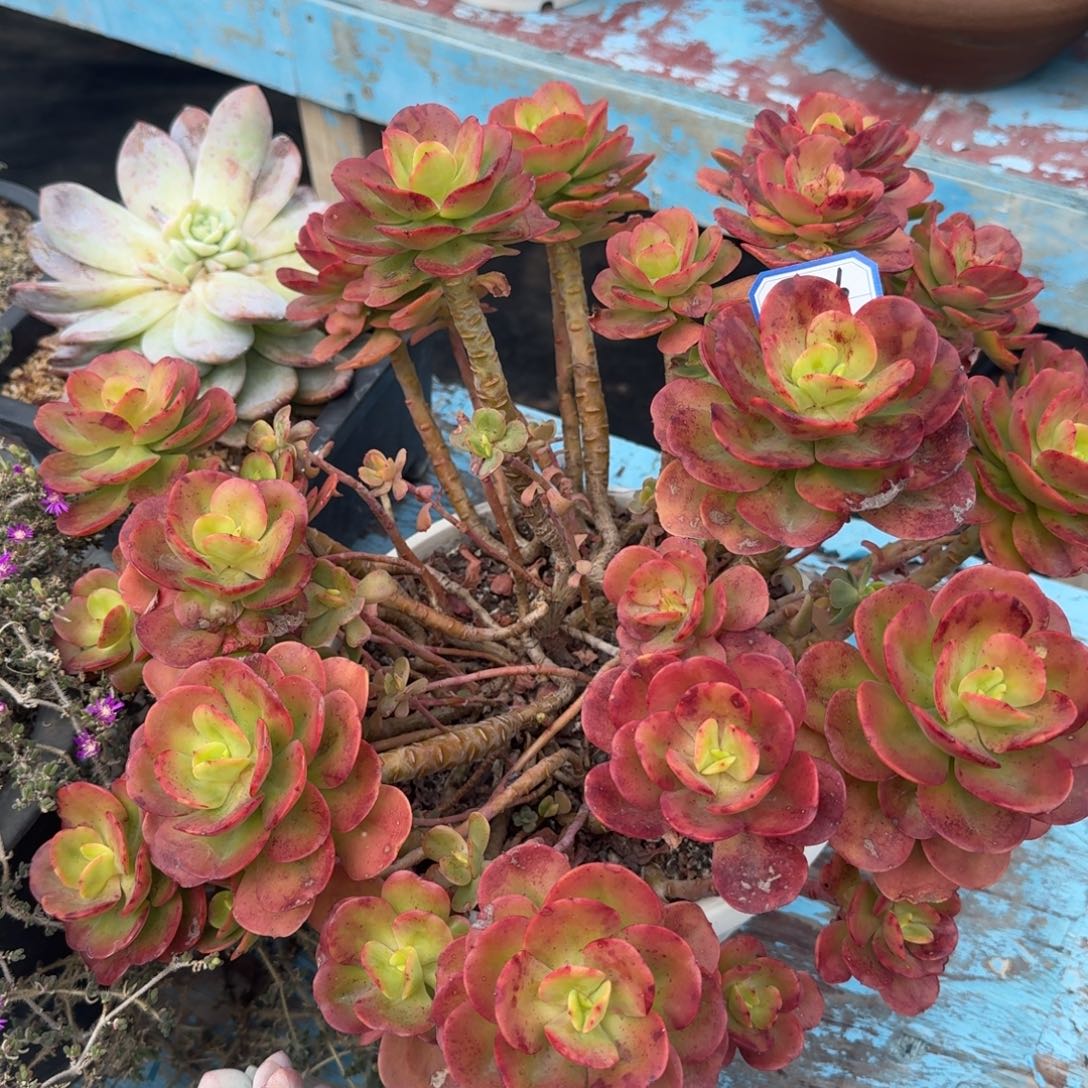 13126红梅凡艺多肉