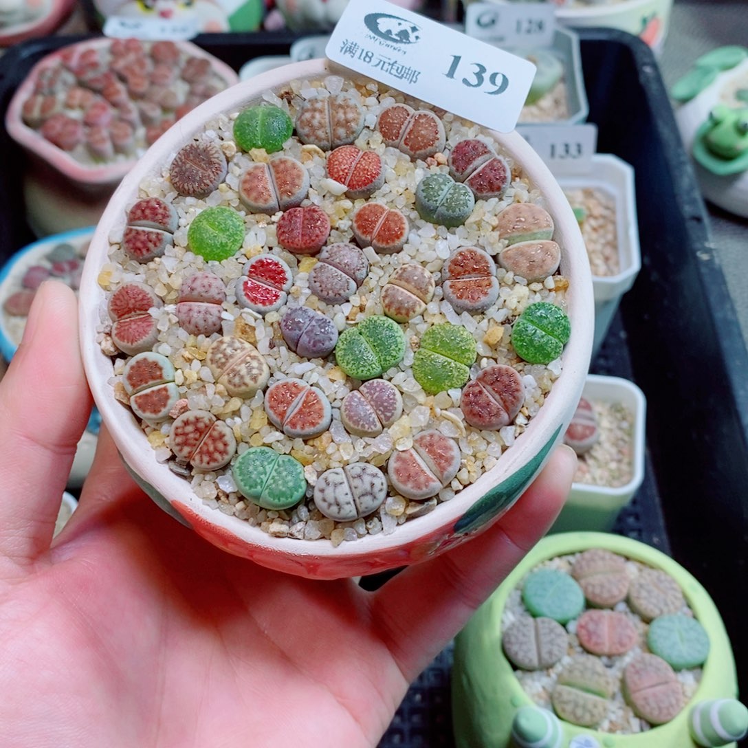 生石花花花花花花139