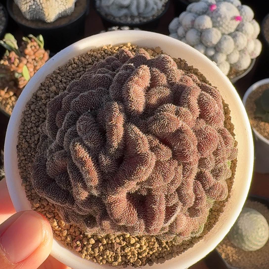 红檀缀仙人球423456